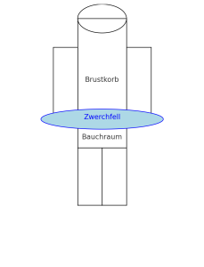 Zwerchfell nach Schwangerschaft: Lage zwischen Brust und Bauchraum