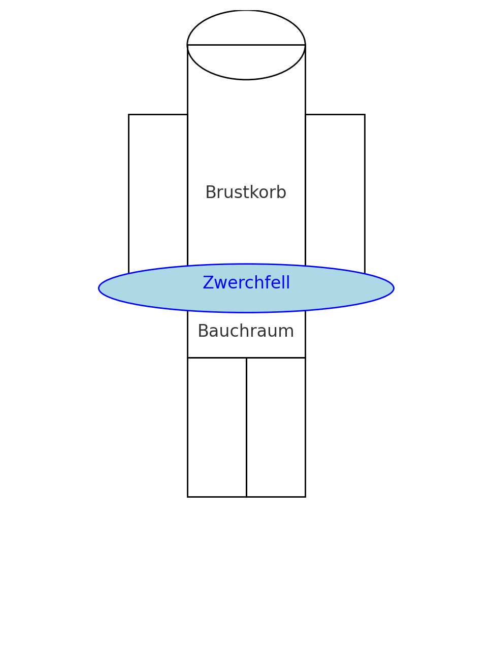 Zwerchfell nach Schwangerschaft: Lage zwischen Brust und Bauchraum