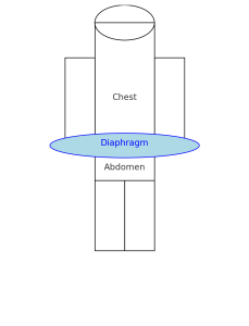 Diaphragm after pregnancy: location between chest and abdomen