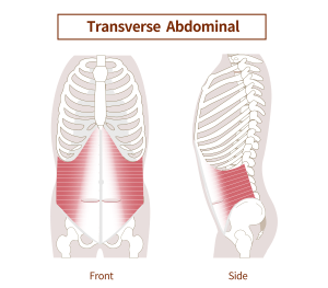 Diastasis Recti - deep transverse abdominal muscle