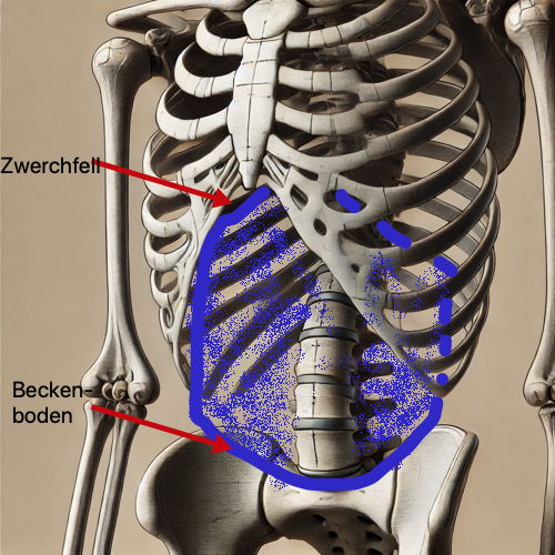 Zwerchfell nach der Schwangerschaft